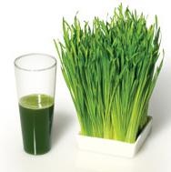 wheatgrass juice