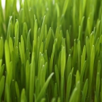 wheatgrass2