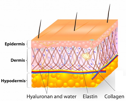 layers of skin