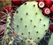 Prickly Pear for Anti-Aging