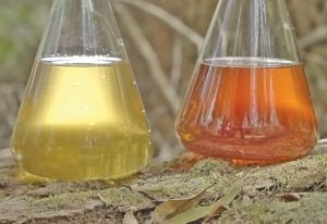 cellular extraction of native Australian extracts
